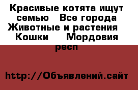 Красивые котята ищут семью - Все города Животные и растения » Кошки   . Мордовия респ.